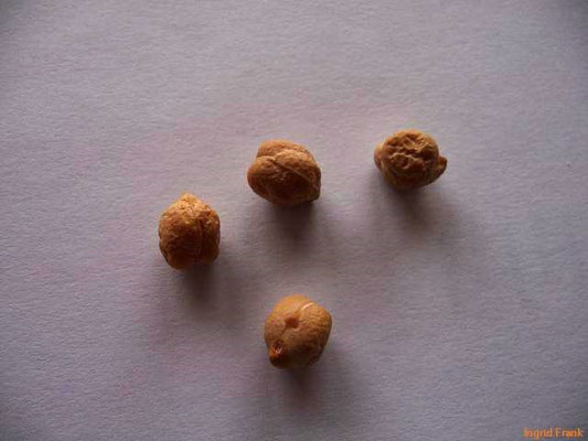 Cicer arietinum / Kicher-Erbse