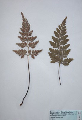 Asplenium adiantum-nigrum / Schwarzstieliger Streifenfarn    (Herbarium Dr. Wolf von Thun)