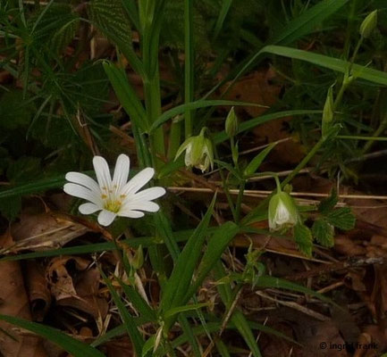 Stellaria holostea / Große Sternmiere  (16.05.2017; Lindenberg, Rundweg um den Waldsee)