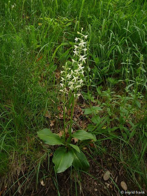 Platanthera bifolia / Weiße Waldhyazinthe