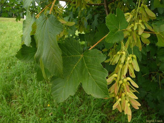 08.07.2012: Acer pseudoplatanus / Berg-Ahorn