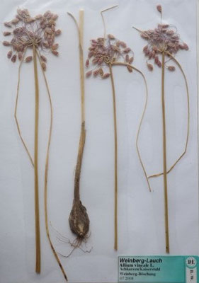 Allium vineale / Weinberg-Lauch     VI-VII     (Herbarium Dr. Wolf von Thun)