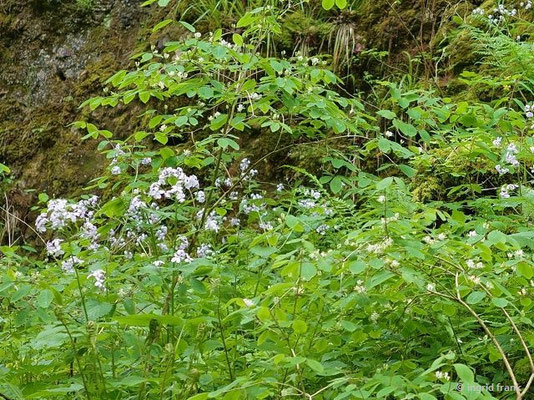 Lunaria rediviva / Ausdauerndes Silberblatt, Ausdauernde Mondviole     (23.05.2023; Wental)