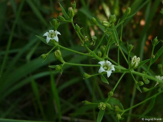 19.06.2017 - Zollernalb oberhalb von Albstadt