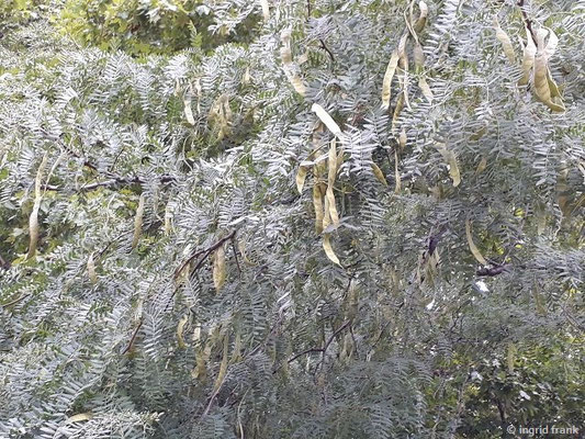 Gleditsia triacanthos / Amerikanische Gleditschie
