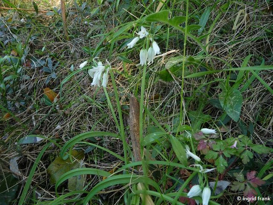 Allium triquetrum / Glöckchen-Lauch    (25.04.2016; Italien, Insel Elba)