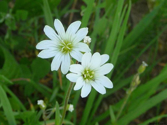 Cerastium arvense - Acker-Hornkraut  IV-VIII