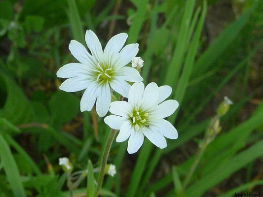 Cerastium arvense - Acker-Hornkraut  IV-VIII