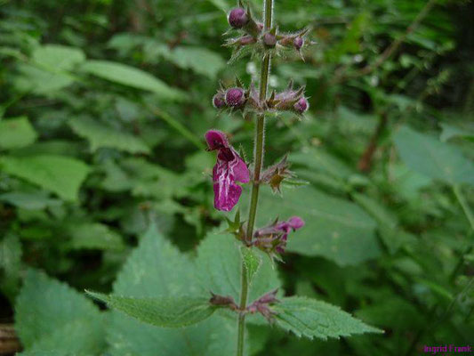 Stachys sylvatica /Wald-Ziest    VI-IX