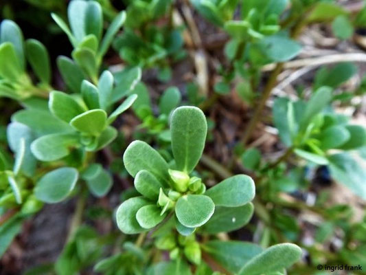Portulaca oleracea / Gemüse-Portulak