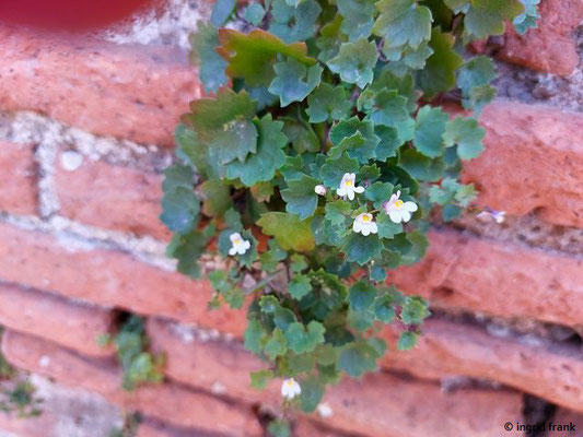 Cymbalaria muralis / Mauer-Zimbelkraut  (28.08.2024; Italien, Ostia Antica)