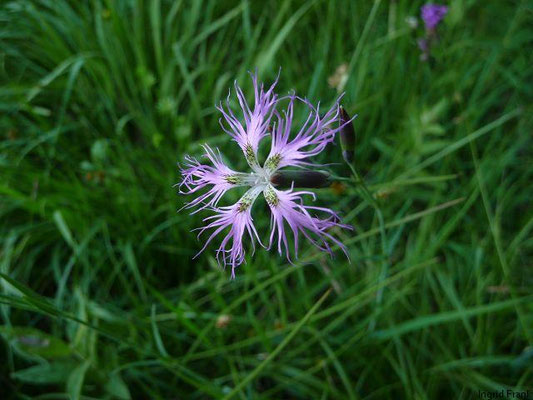 Dianthus superbus / Pracht-Nelke