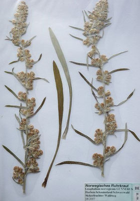 Gnaphalium norvegicum / Norwegisches Ruhrkraut     VII-IX   (Herbarium Dr. Wolf von Thun)