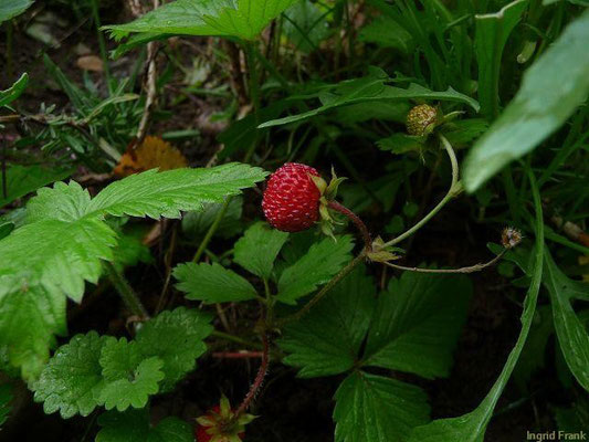 27.05.2011-Fragaria vesca - Wald-Erdbeere