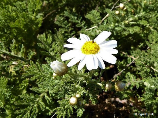 Argyranthemum adauctum / Kiefernwald-Kanarenmargerite