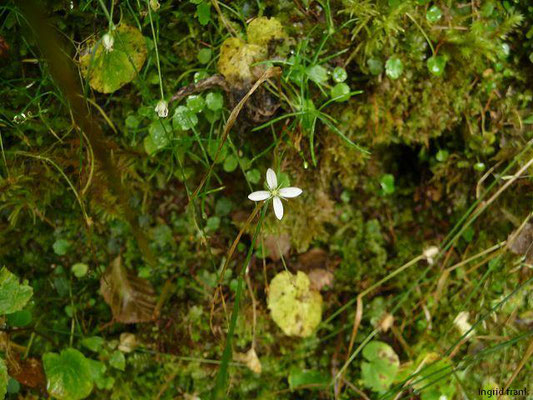 Moehringia muscosa / Moos-Nabelmiere