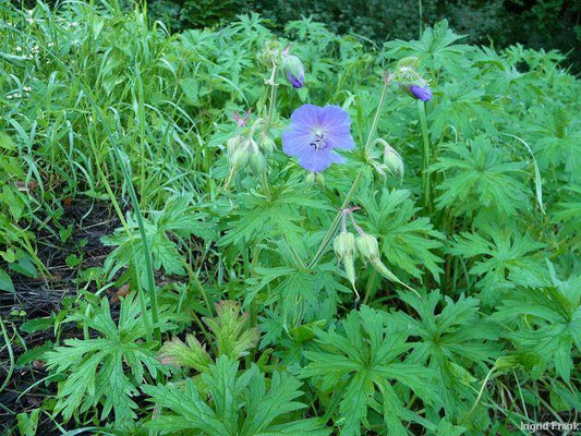 Geranium pratense / Wiesen-Storchschnabel    VI-VIII