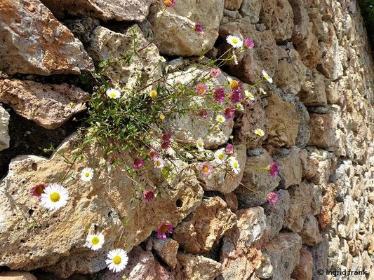 Erigeron karvinskianus / Karvinski-Berufkraut    (01.05.2019; Italien, Toskana, Halbinsel Monte Argentario)