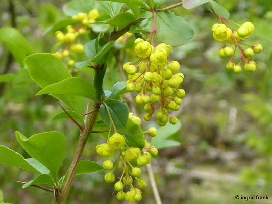 Berberis spec. (>500 Arten)