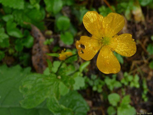 Ranunculus montanus / Berg-Hahnenfuß    IV-VII(-IX)