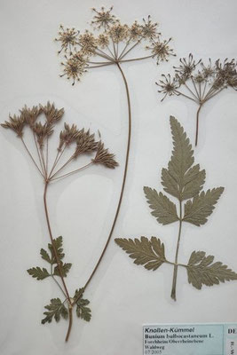 Bunium bulbocastanum / Echter Knollenkümmel, Erdkastanie    VI-VII    (Herbarium Dr. Wolf von Thun)