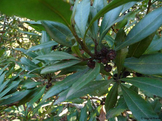 Myrica faya - Makaronesischer Gagelbaum (La Gomera)