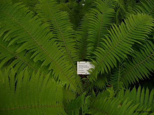Matteuccia struthiopteris / Straußenfarn (Botanischer Garten Universität Heidelberg)