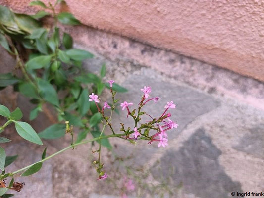 Centranthus ruber / Rote Spornblume