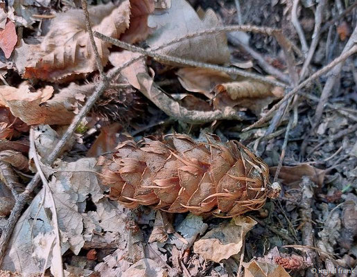 Pseudotsuga menziesii / Douglasie   (11.08.2023; Heidelberg, Mittlerer Guckkastenweg)