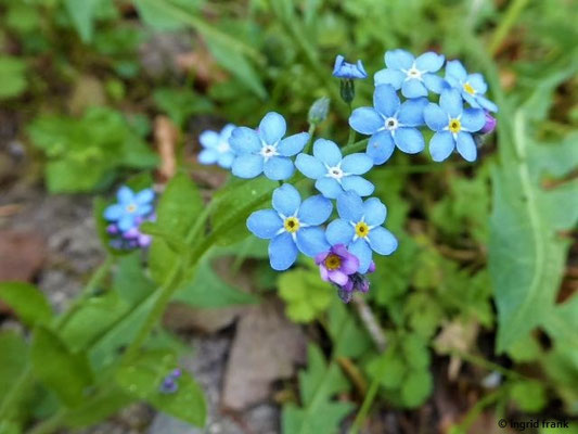 Myosotis sylvatica / Wald-Vergissmeinnicht    IV-V