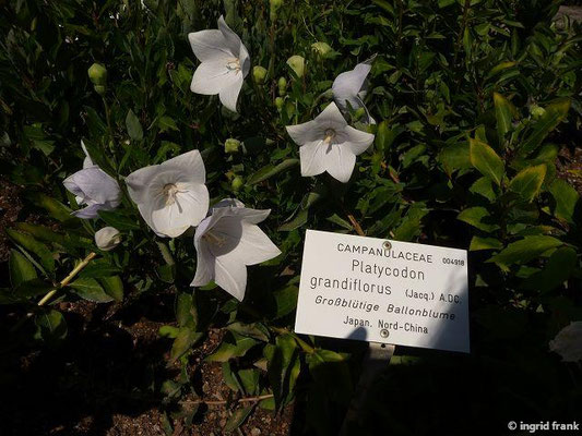 Platycodon grandiflorus / Großblütige Ballonblume (30.08.2015; Botanischer Garten Universität Heidelberg)