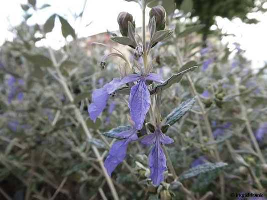 Teucrium fruticans / Strauchiger Gamander    (29.04.2019; Italien, Toskana, Castiglione della Pescaia)
