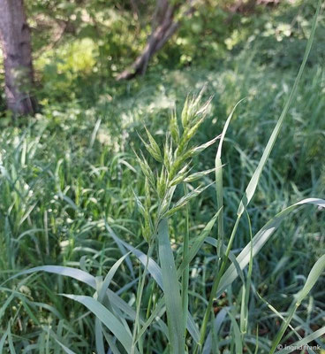 Bromus hordeaceus / Weiche Trespe  V-VII(-X)