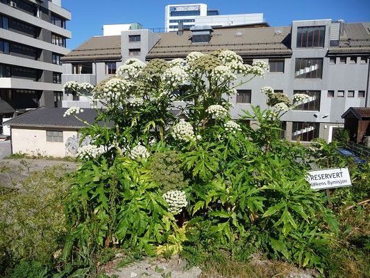 Heracleum mantegazzianum / Riesen-Bärenklau
