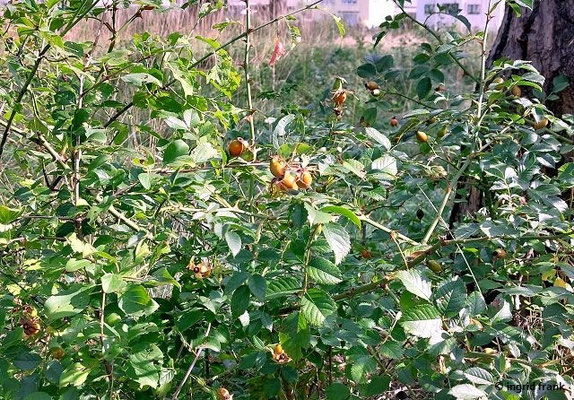Rosa canina / Hunds-Rose   (15.08.2023; NSG Sandhausener Dünen, Pferdstrieb)