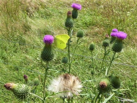 Platz 31: Gemeine Kratzdistel / Cirsium vulgare    (nachgewiesen in 1120 der 1161 Kartierquadranten)