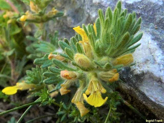 Ajuga chamaepitys / Gelber Günsel