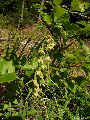 Epipactis muelleri / Müllers Breitblättrige Ständelwurz