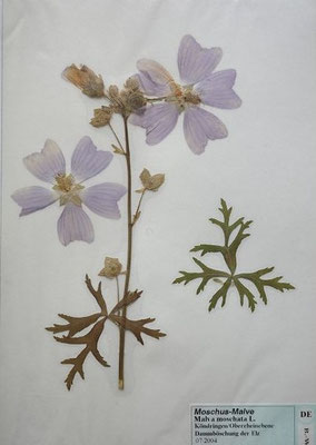Malva moschata / Moschus-Malve  (07/2004; Köndringen, Rheinebene)  (Herbarium Dr. Wolf v. Thun)