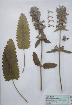 Betonica ocfficinalis / Gewöhnliche Betonie   (06/2006; Heimbach, Schwarzwaldvorberge)  (Herbarium Dr. Wolf von Thun)