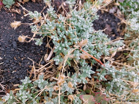 Cerastium tomentosum / Filziges Hornkraut