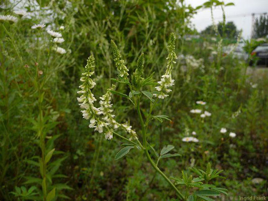 Melilotus albus / Weißer Steinklee    VI-IX