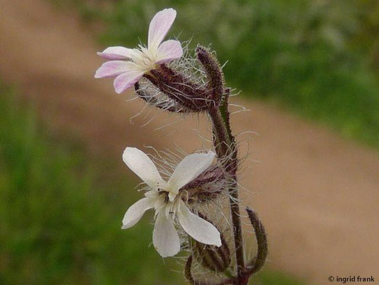 Silene gallica / Französisches Leimkraut