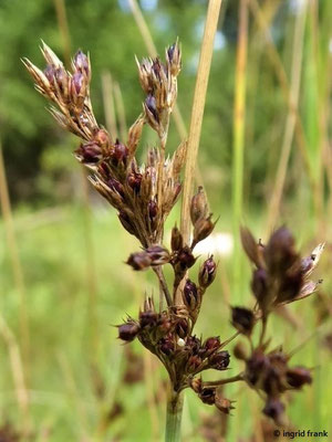 FÜR VIEH STARK GIFTIG:  Blaugrüne Binse / Juncus inflexus;  Familie: Binsengewächse / Juncaceae