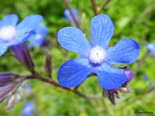 Anchusa azurea / Italienische Ochsenzunge    (01.05.2019; Italien, Toskana, Halbinsel Monte Argentario)