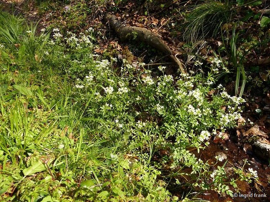 Cardamine amara / Bitteres Schaumkraut, Kressen-Schaumkraut   (21.04.2017; Altdorfer Wald bei Baumgarten)