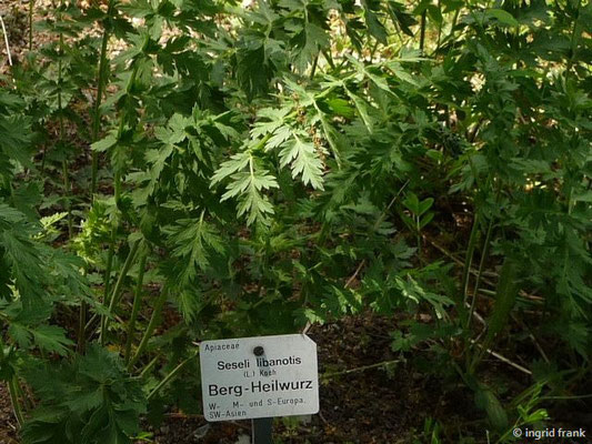 Seseli libanotis / Berg-Heilwurz (Botanischer Garten Dresden)