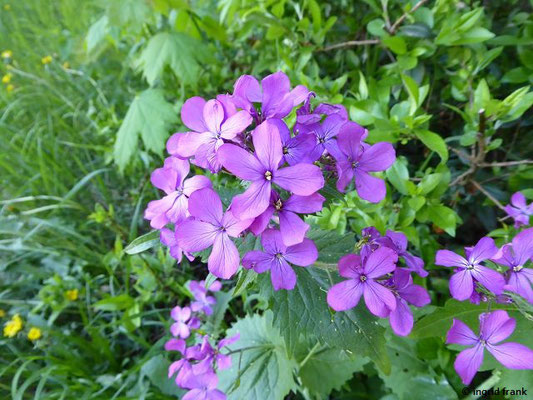 Lunaria rediviva / Einjähriges Silberblatt    (04.05.2018; Wandlitz)