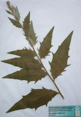 Hieracium lycopifolium / Wolfstrappblättriges Habichtskraut   VIII-X   (Herbarium Dr. Wolf von Thun)