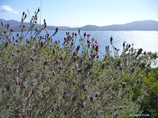 Lavandula stoechas / Schopf-Lavendel    (26.04.2016; Italien, Insel Elba)